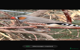 Finches birds for sale: Zebra finch for sale  - Image 1