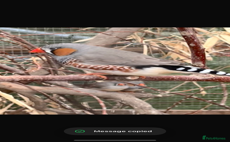 Finches birds - Advert 2