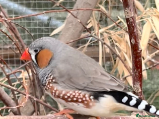 Finches birds Zebra finch for sale - Advert 10