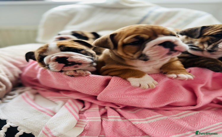 English Bulldog dogs in Rochford - Advert 8
