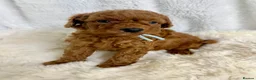 Cavapoo dogs for sale: ⭐ Top quality, health tested Toy Cavapoo babies ⭐ - Advert 7