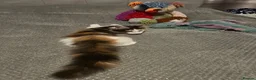 Maine Coon cats for sale: Maine Coon - Advert 8
