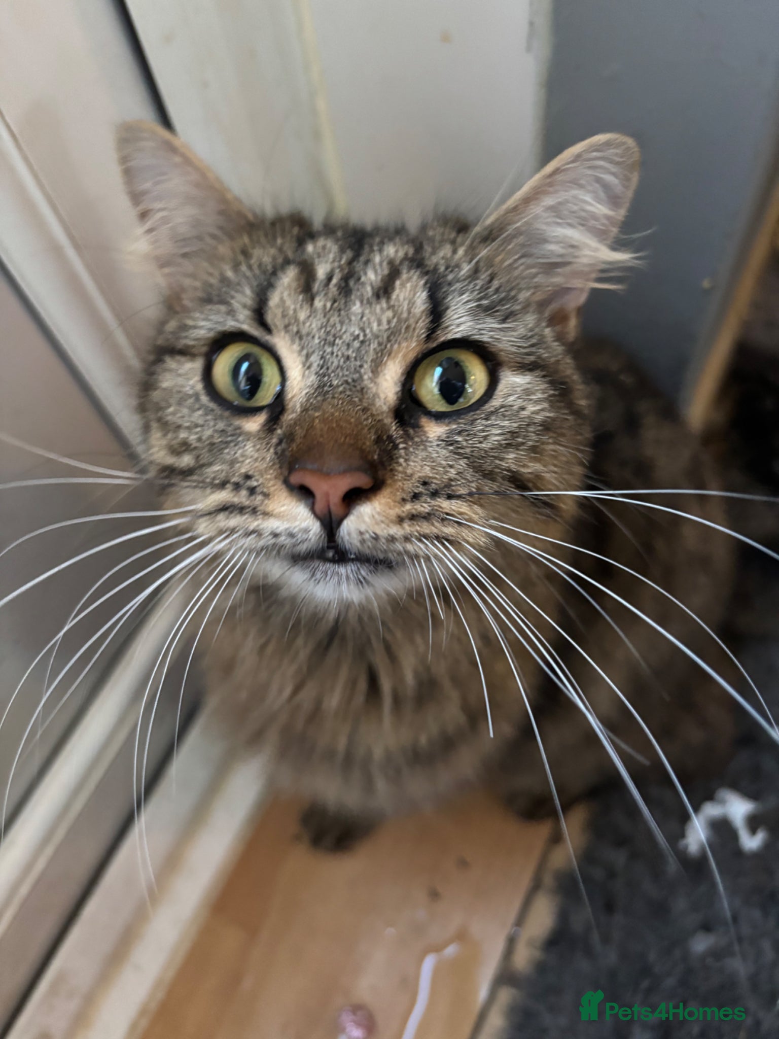 Mixed Breed cats 1 beautiful tabby  boy kitten ready now  - Advert 2