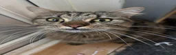 Mixed Breed cats for sale: 1 beautiful tabby  boy kitten ready now  - Advert 1