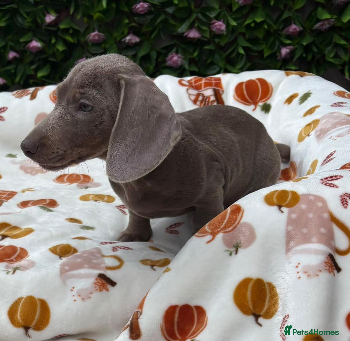 Miniature Dachshund dogs FULLY VAX BELLA KC Reg PRA Clear mini solid - Advert 2