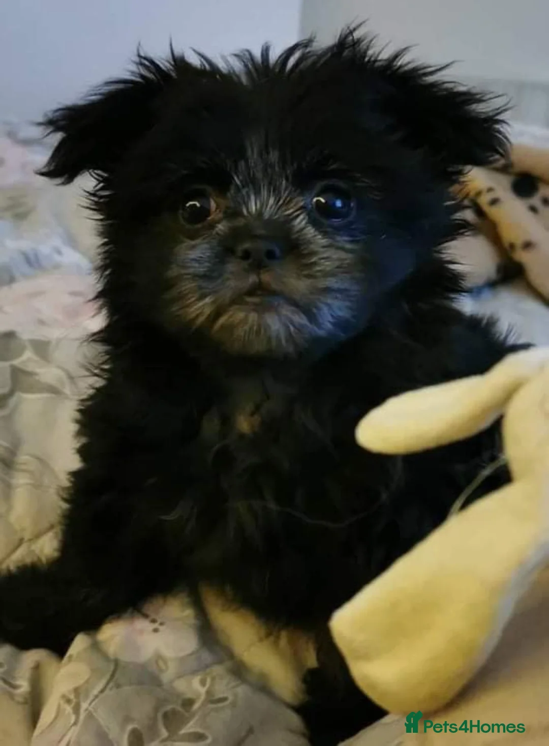 Gallery Image {{count}}