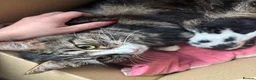 Mixed Breed cats for sale: Gorgeous fluffy kittens  - Advert 2