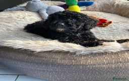 Poodle dogs for sale: Poodle x fully vaccinated  - Advert 15