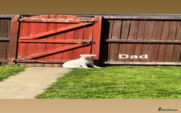 French Bulldog dogs for sale: 7 BEAUTIFUL FRENCHIE PUPPIES FOR SALE 🐾🐶  - Image 8