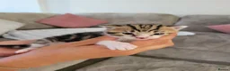 Mixed Breed cats for sale: Beautiful cross mainecoon kittens  in Market Rasen - Advert 5