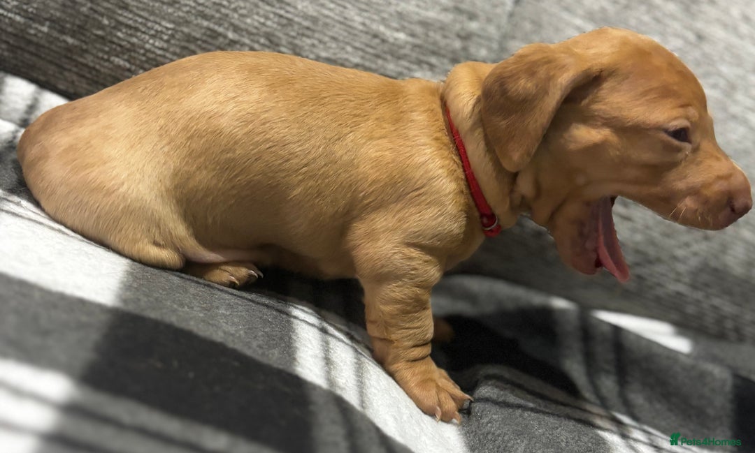 Miniature Dachshund dogs for sale: Beautiful KC Reg Miniature Dachshund Puppies - Image 21