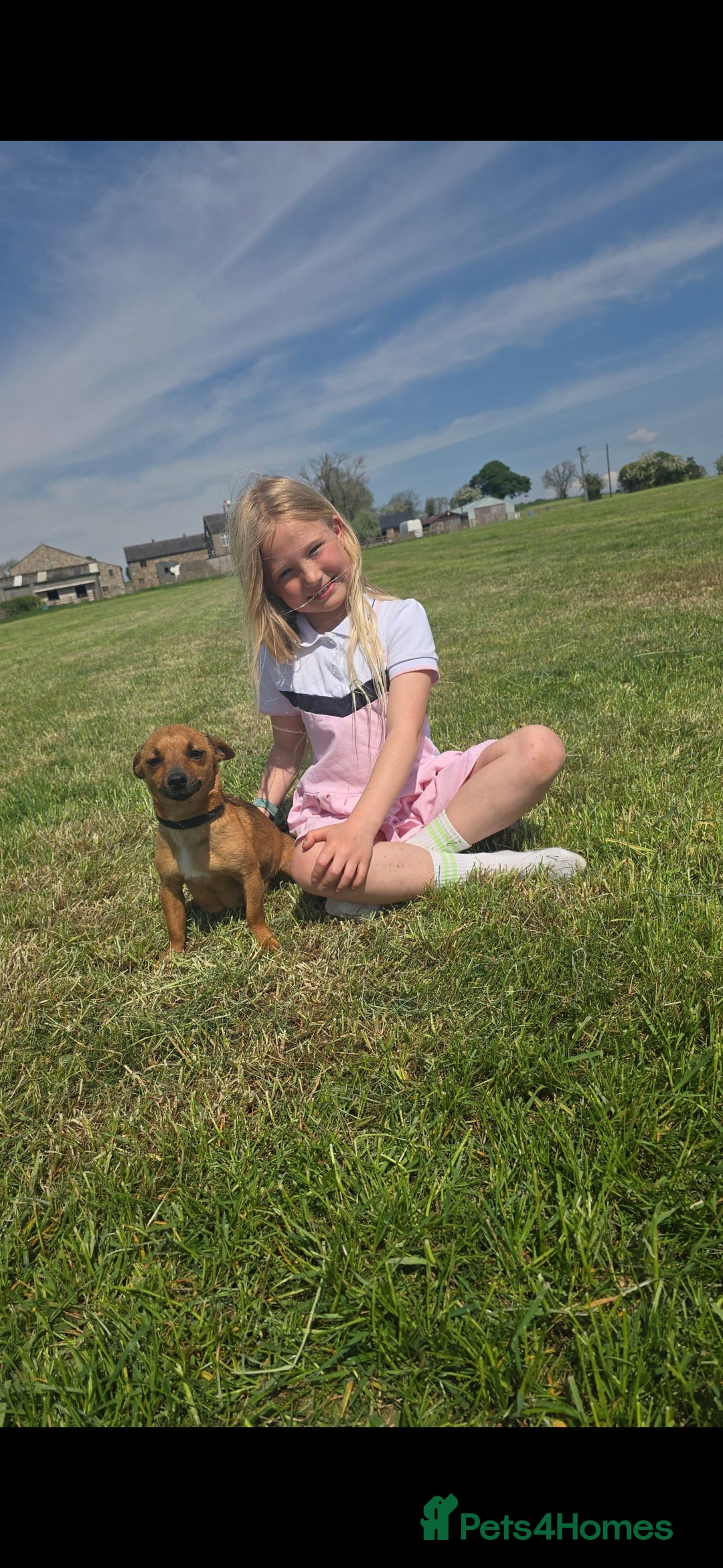 Jack Russell dogs for sale: Red JRT "Blanche" - Advert 2
