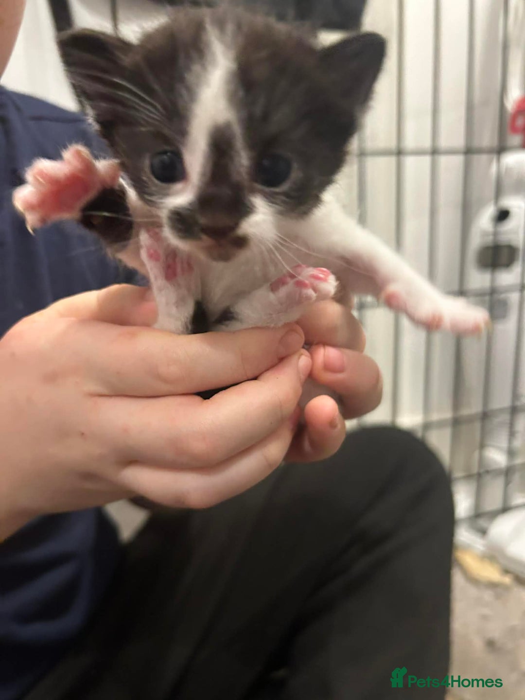 Mixed Breed cats for sale: Beautiful Kittens For Sale - Advert 4