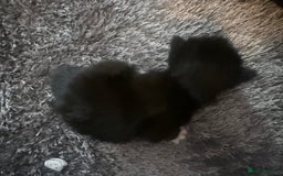 British Longhair cats for sale: X5 ragdoll crossbreed kitten polydactyl  - Advert 5