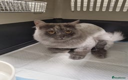 Mixed Breed cats for adoption: Poseidon - Image 3