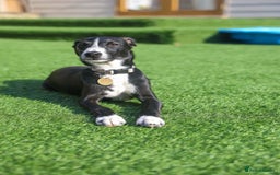 Mixed Breed dogs for adoption: Delightful Dolly - Image 23