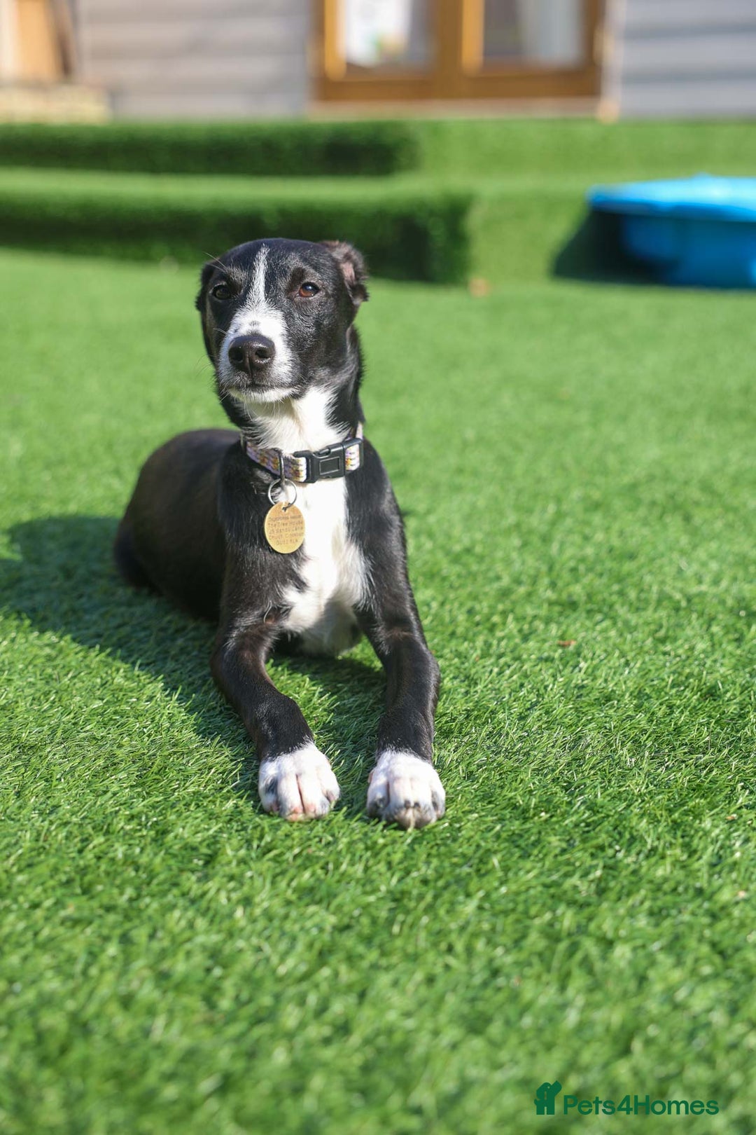 Mixed Breed dogs for adoption: Delightful Dolly - Image 23