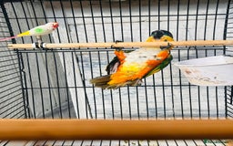 Parrots birds for sale: Male black headed caique for sale  - Image 5