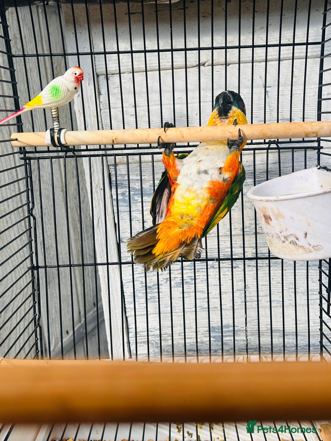 Parrots birds for sale: Male black headed caique for sale  - Image 5