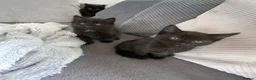 Mixed Breed cats for sale: Fabulous half Russian Blue kittens 🐾 - Advert 7