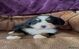 Bernese Mountain Dog dogs for sale: KC Reg Bernese Mountain Dog Puppies - Image 9