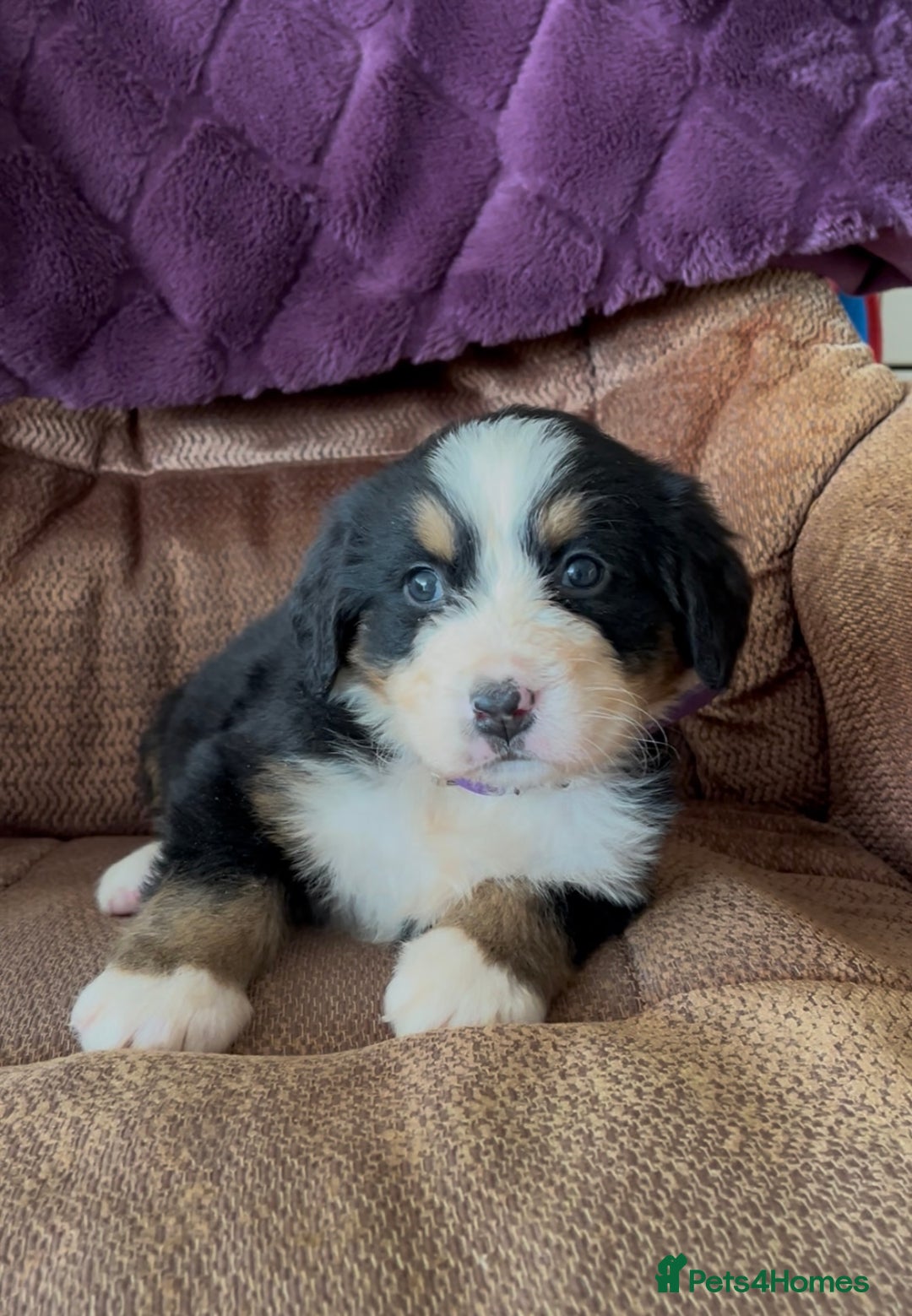 Bernese Mountain Dog dogs for sale: KC Reg Bernese Mountain Dog Puppies - Image 9