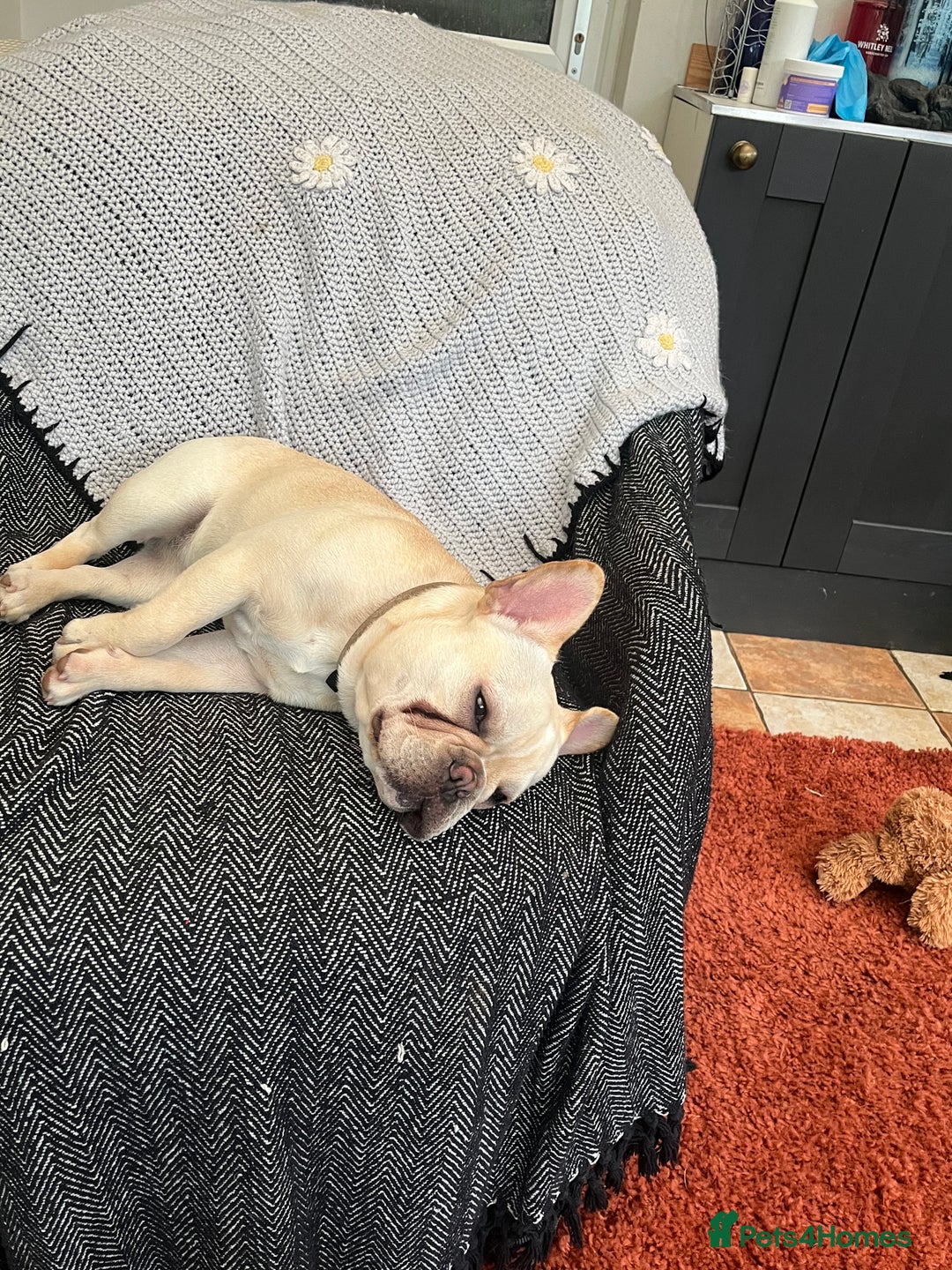 French Bulldog dogs for sale: 8 month old female French bull dog  - Advert 3