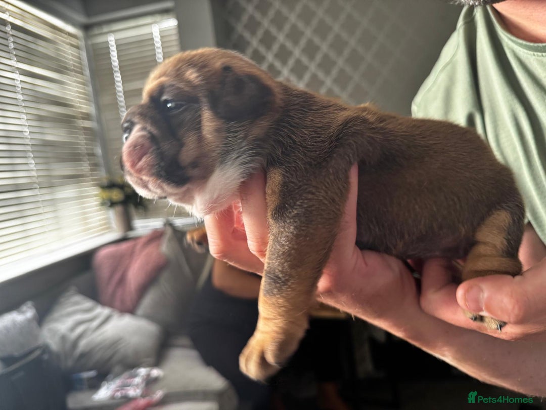English Bulldog dogs for sale: Bulldog puppy’s  - Image 5
