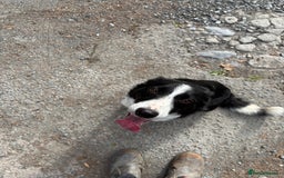 Border Collie dogs for sale: Beautiful Border Collie Puppies for sale - Image 5