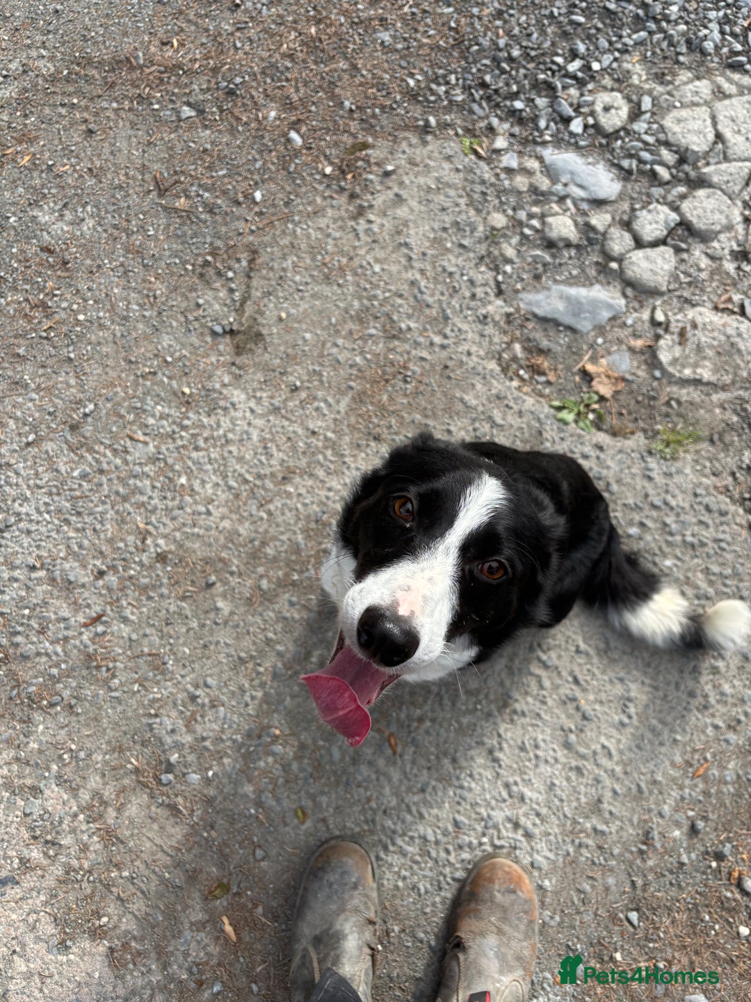 Border Collie dogs for sale: Beautiful Border Collie Puppies for sale - Image 5