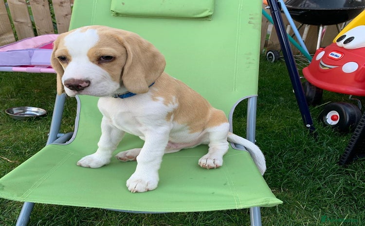 Beagle dogs - Advert 2