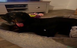 Dachshund dogs for sale: Loving 2 year old Dachshund- Rehoming - Image 3