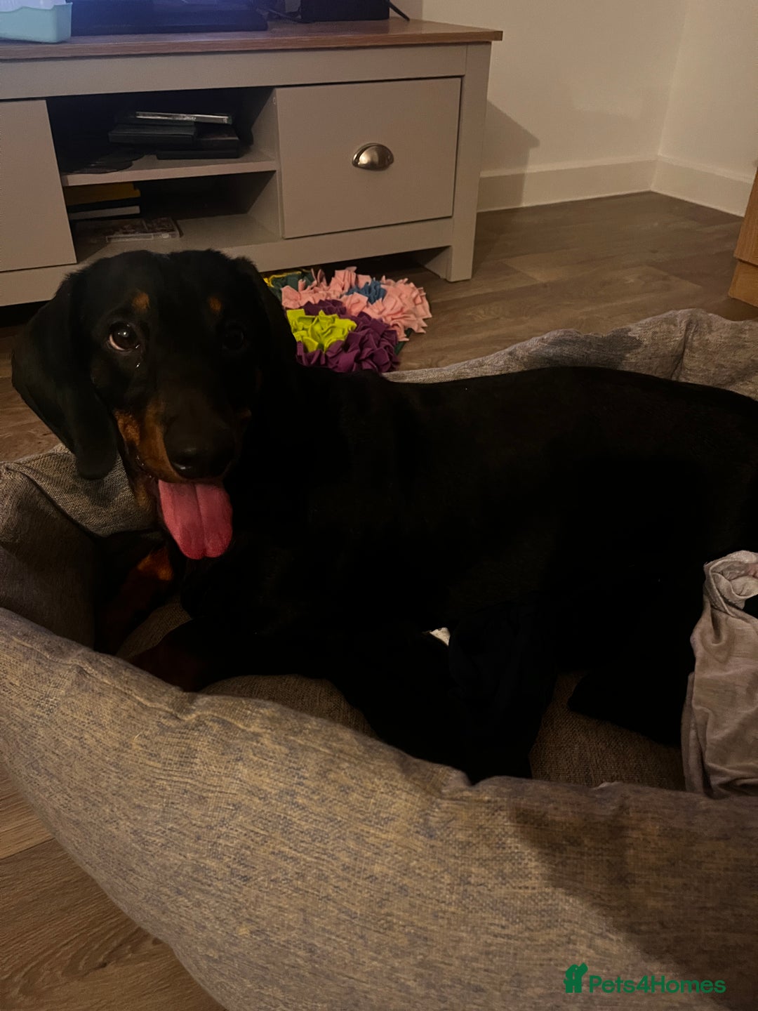 Dachshund dogs for sale: Loving 2 year old Dachshund- Rehoming - Image 3