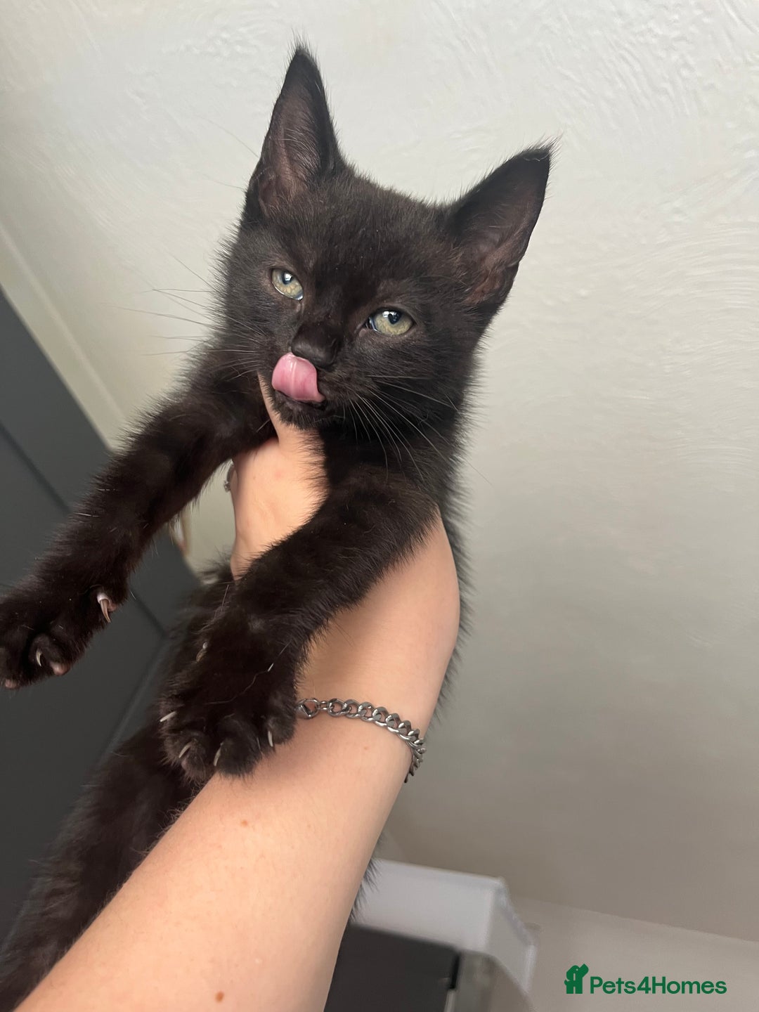Mixed Breed cats for sale: Beautiful kittens for sale - Image 6