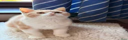 British Shorthair cats for sale: British Shorthair kittens - Advert 5