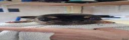 French Bulldog dogs for sale: Stunning Frenchie babies - Advert 6