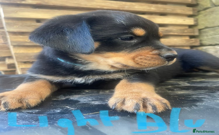 Rottweiler dogs - Advert 3