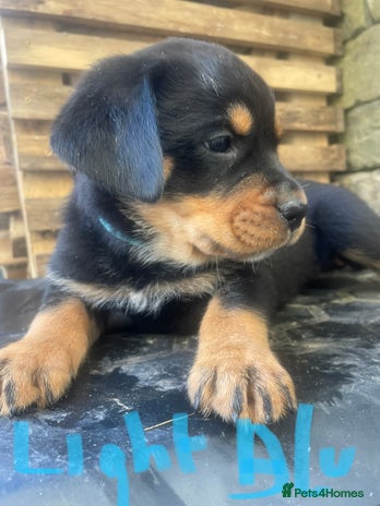 Rottweiler dogs - Advert 3