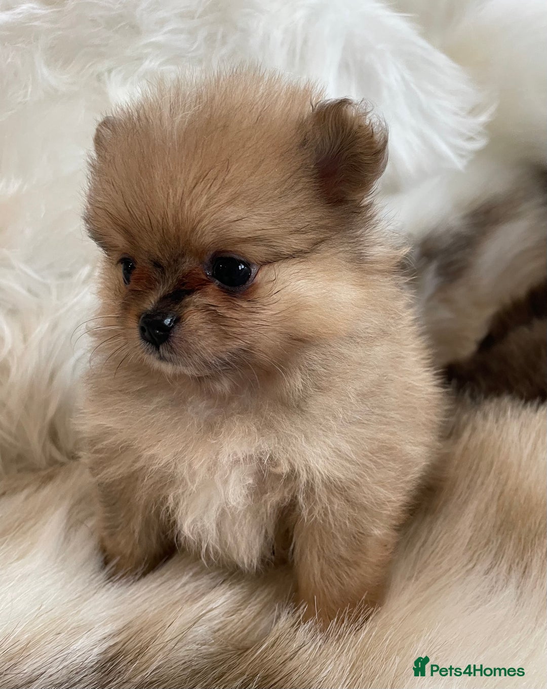 Pomeranian dogs for sale: OUTSTANDING KC POMERANIAN PUPPYS AVAILABLE  - Advert 8