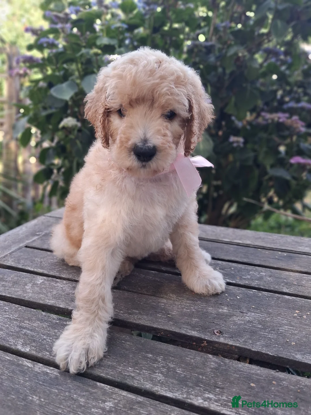 Standard Poodle dogs for sale: Standard Poodle Pups, KC Pedigree, All sold - Advert 2