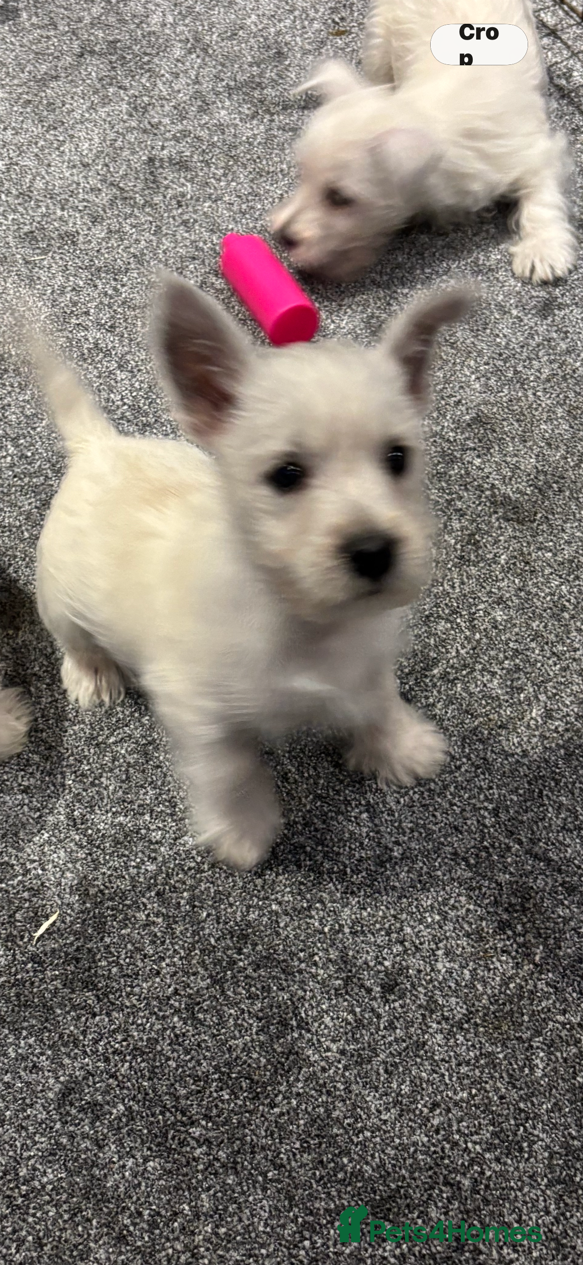 West Highland Terrier dogs KC REGISTERED WEST HIGHLAND TERRIERS - Advert 2