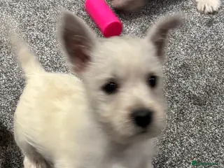 West Highland Terrier dogs KC REGISTERED WEST HIGHLAND TERRIERS - Advert 2