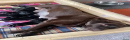 Labrador Retriever dogs for sale: KC registered black Labrador puppies  in Mansfield - Advert 1