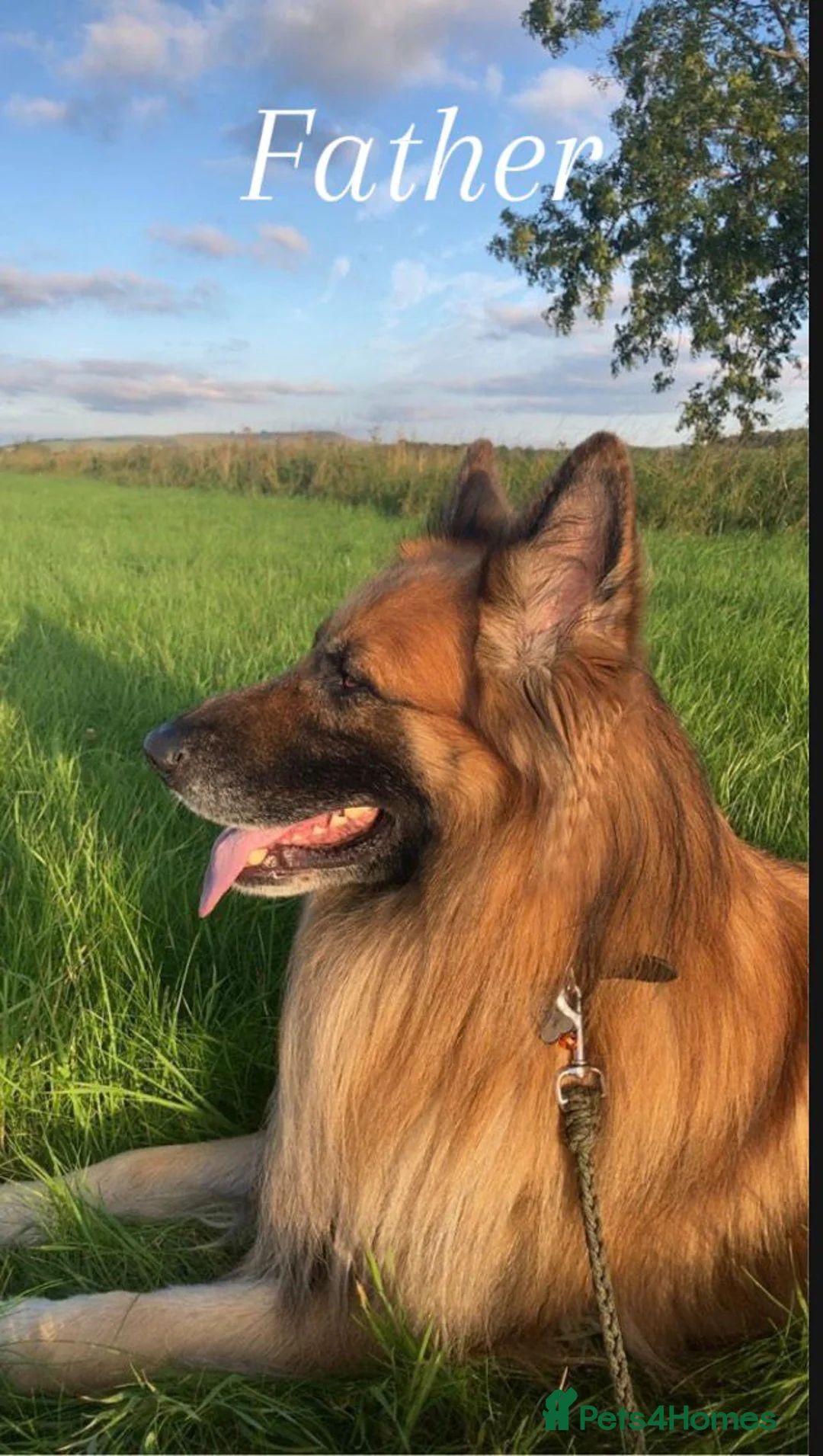 Mixed Breed dogs for sale: Northern Inuit X gsd pups - Advert 7