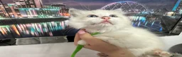 Ragdoll cats for sale: Gorgeous Ragdoll kittens - Advert 16