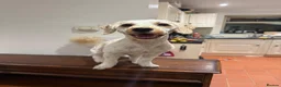 Mixed Breed dogs for sale: Cavapoochon - Advert 3