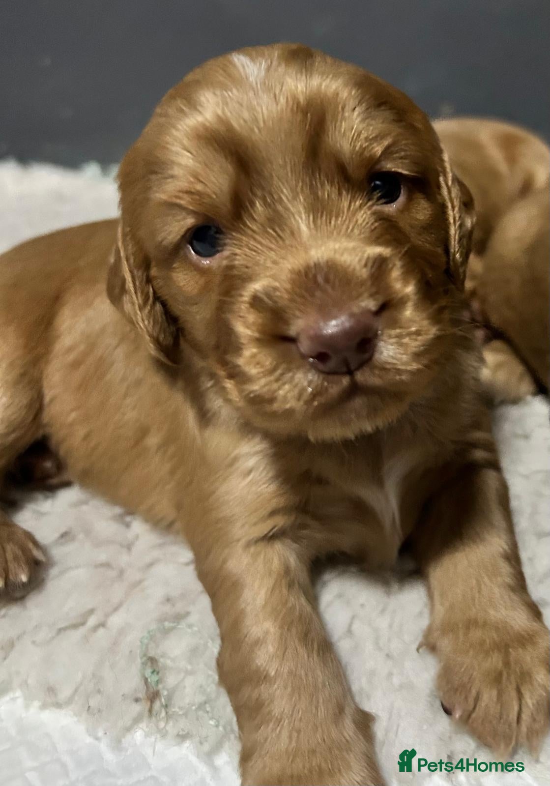 Cocker Spaniel dogs Red Working Cocker Spaniel Puppies  - Advert 2
