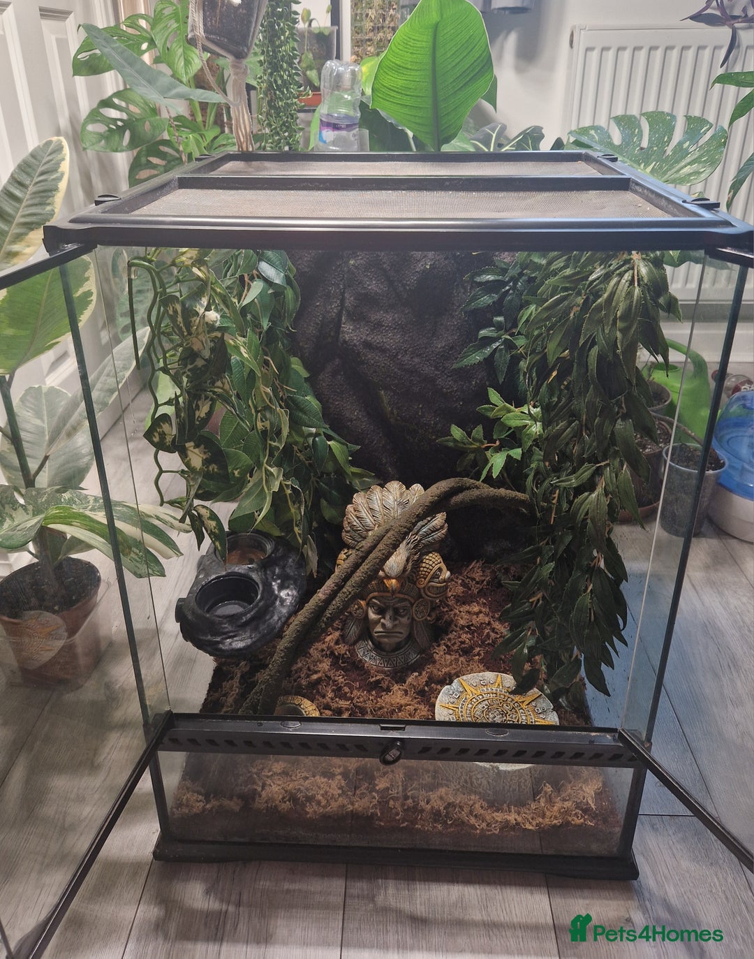 Gecko reptiles for sale: Breeding pair of crested geckos with set up - Advert 4
