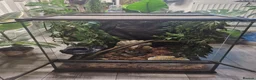 Gecko reptiles for sale: Breeding pair of crested geckos with set up - Advert 4