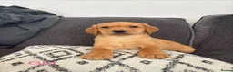 Labrador Retriever dogs for sale: Beautiful KC registered Labrador retriever puppies in Swansea - Advert 15